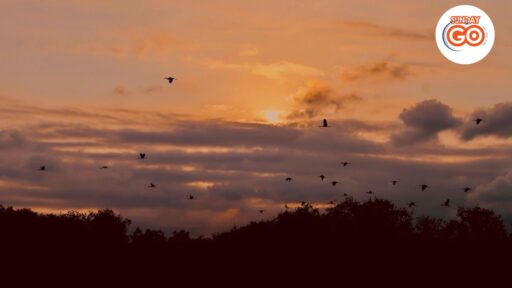 Can Tho wildlife tour | Explore nature and wildlife 25 Beautiful sunset with an image of Mekong birds flying back home
