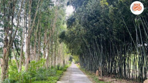 Can Tho wildlife tour | Explore nature and wildlife 16 Can Tho melaleuca forest