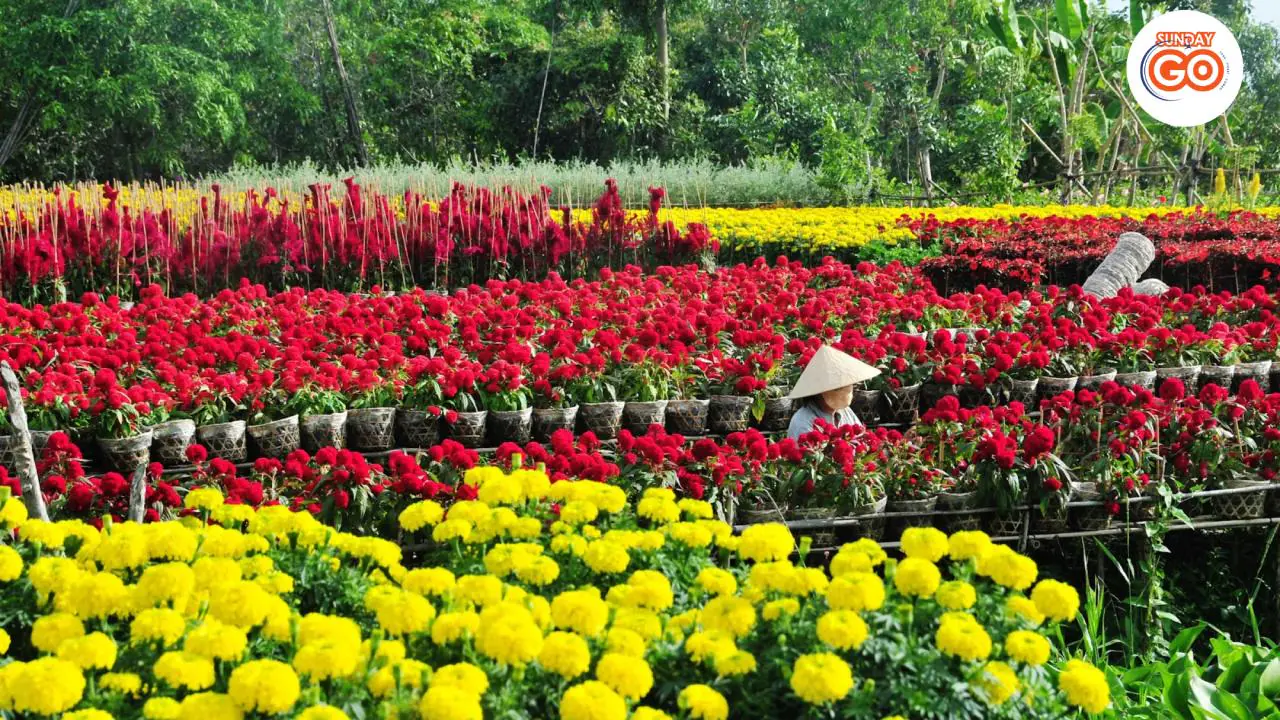 Explore Sa Dec flower village - Known as the kingdom of flowers in Mekong delta