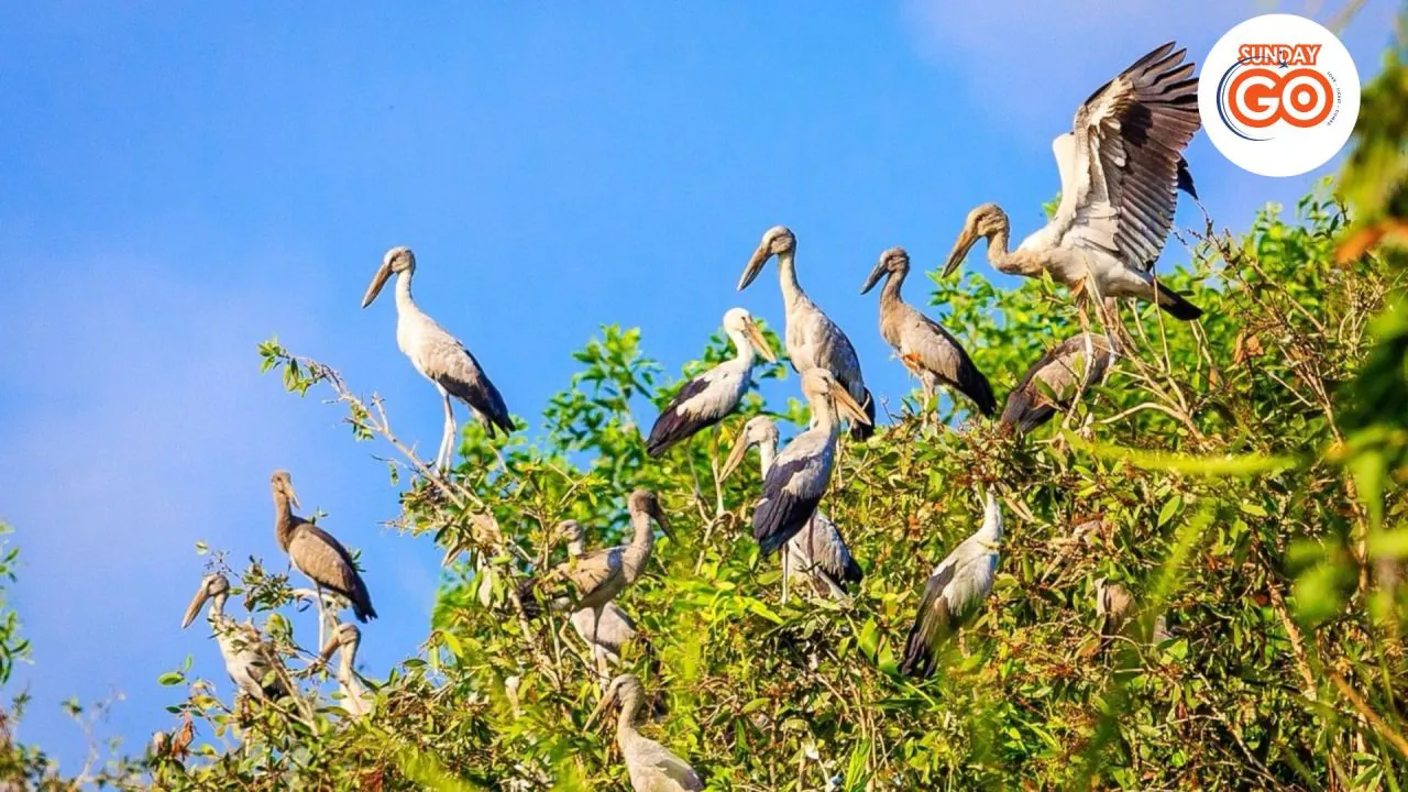 Can Tho floating market tour and Lung Ngoc Hoang forest 42 See the wildlife birds in Mekong delta