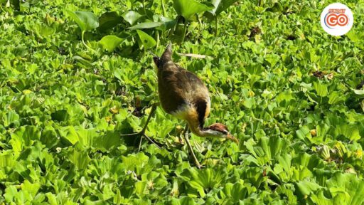 Can Tho wildlife tour | Explore nature and wildlife 23 See the wild bird looking for food