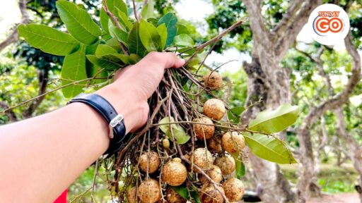 Son islet tour | Explore local islet in Mekong river 18 son islet tour visit the local community
