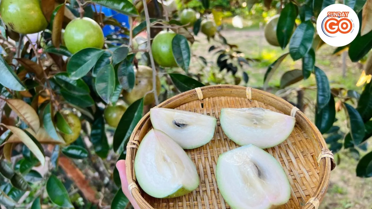 Son islet tour | Explore local islet in Mekong river 33 Visit tropical fruit garden in Son islet