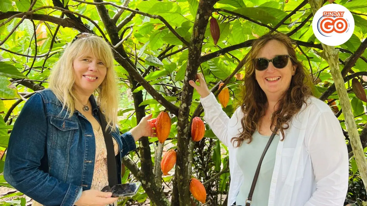 Can Tho tour from Ho Chi Minh city 1 day (Full day) 39 Visit an organic cacao farm to see the real cacao trees