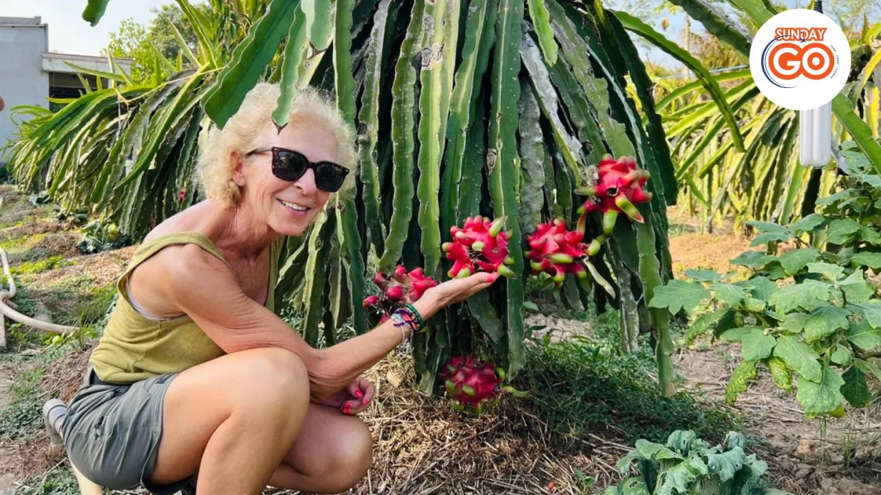 Visit the dragon fruit garden in Can Tho