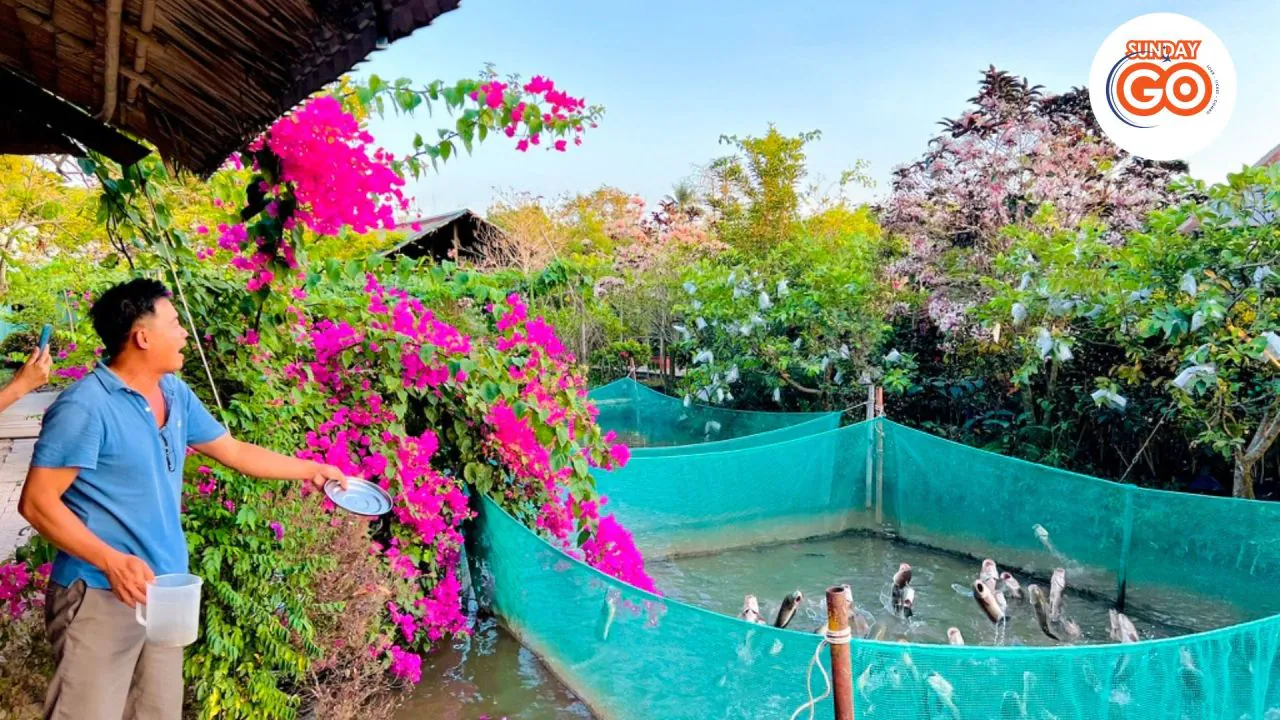 Son islet tour | Explore local islet in Mekong river 34 Watch special "flying sneakhead fish show" performed by the local
