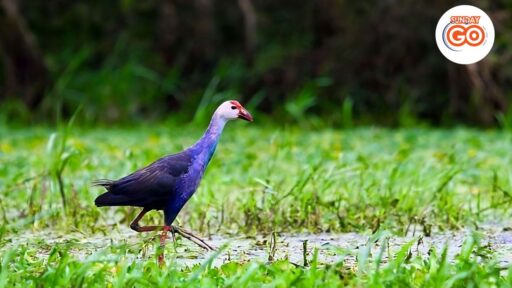 Tra su forest tour from Can Tho | Back to nature 15 Explore wildlife and nature in Tra Su melaleuca forest