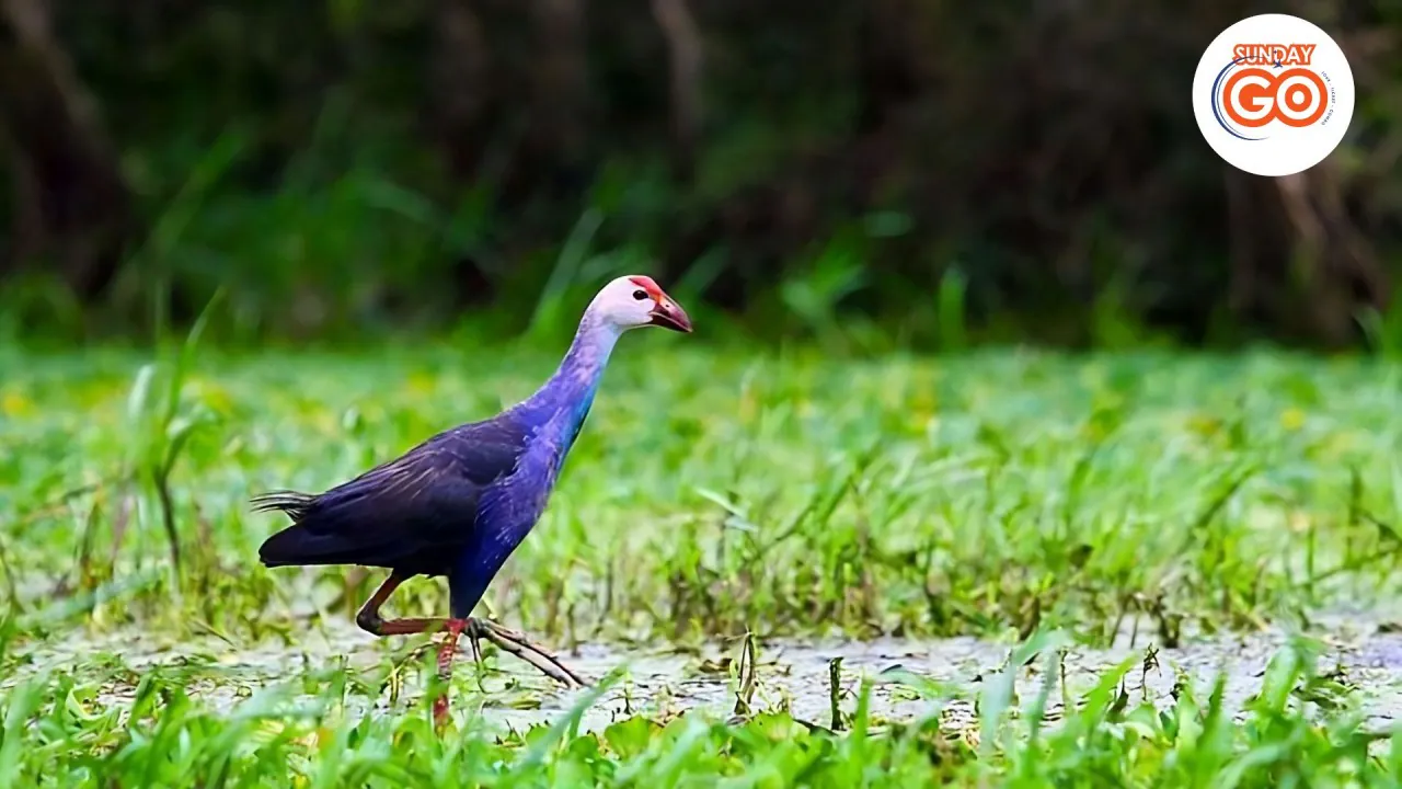 Can Tho floating market and Tra Su forest tour (Private) 41 Explore wildlife and nature in Tra Su melaleuca forest