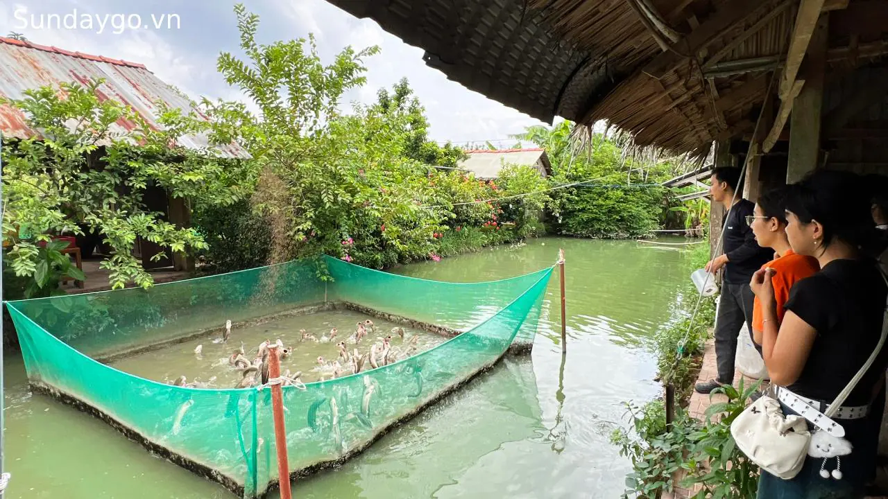 Tour Cồn Sơn Cần Thơ - Khám phá miệt vườn sông nước (2025) 19 Tour Cồn Sơn cá lóc bay