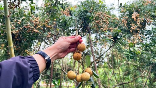 Tour Cồn Sơn Cần Thơ - Khám phá miệt vườn sông nước (2025) 16 Khám phá vườn nhãn trĩu quả tại Cồn Sơn