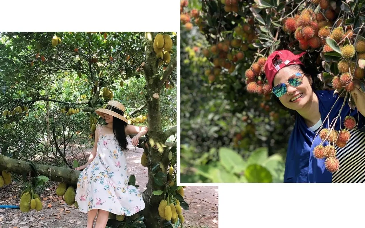 Tour Cồn Sơn Cần Thơ - Khám phá miệt vườn sông nước (2025) 15 Khám phá miệt vườn trái cây Cồn Sơn