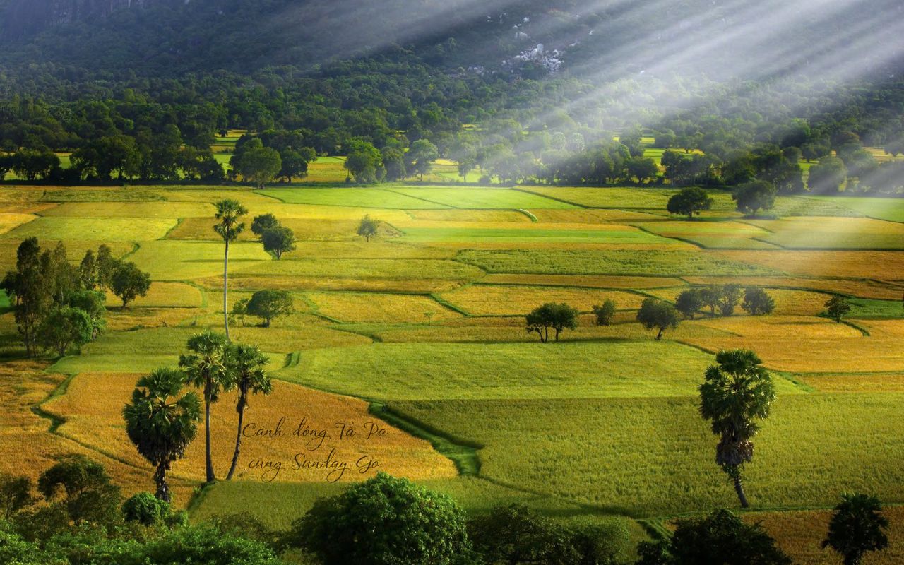 Cánh đồng Tà Pạ