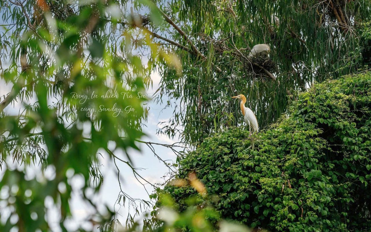 Nơi cư ngụ của nhiều loài chim