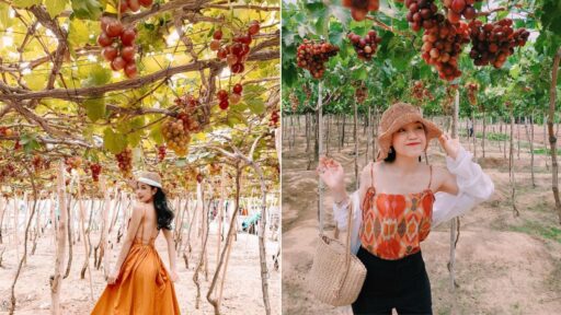 Tour Cần Thơ Bình Hưng Vĩnh Hy Ninh Chữ 2 ngày 1 đêm 32 Vườn nho Ninh Chữ