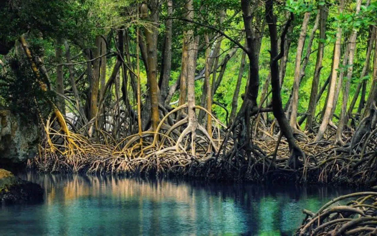 Tour Cà Mau 2 ngày 1 đêm từ Cần Thơ - Rừng đước