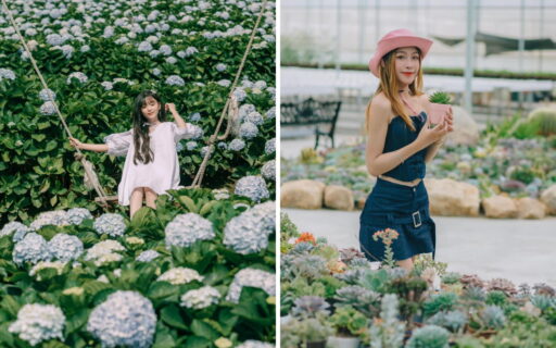 Tour Cần Thơ Đà Lạt 3 ngày 2 đêm | Thành phố mộng mơ 7 Vườn hoa Cẩm Tú Cầu
