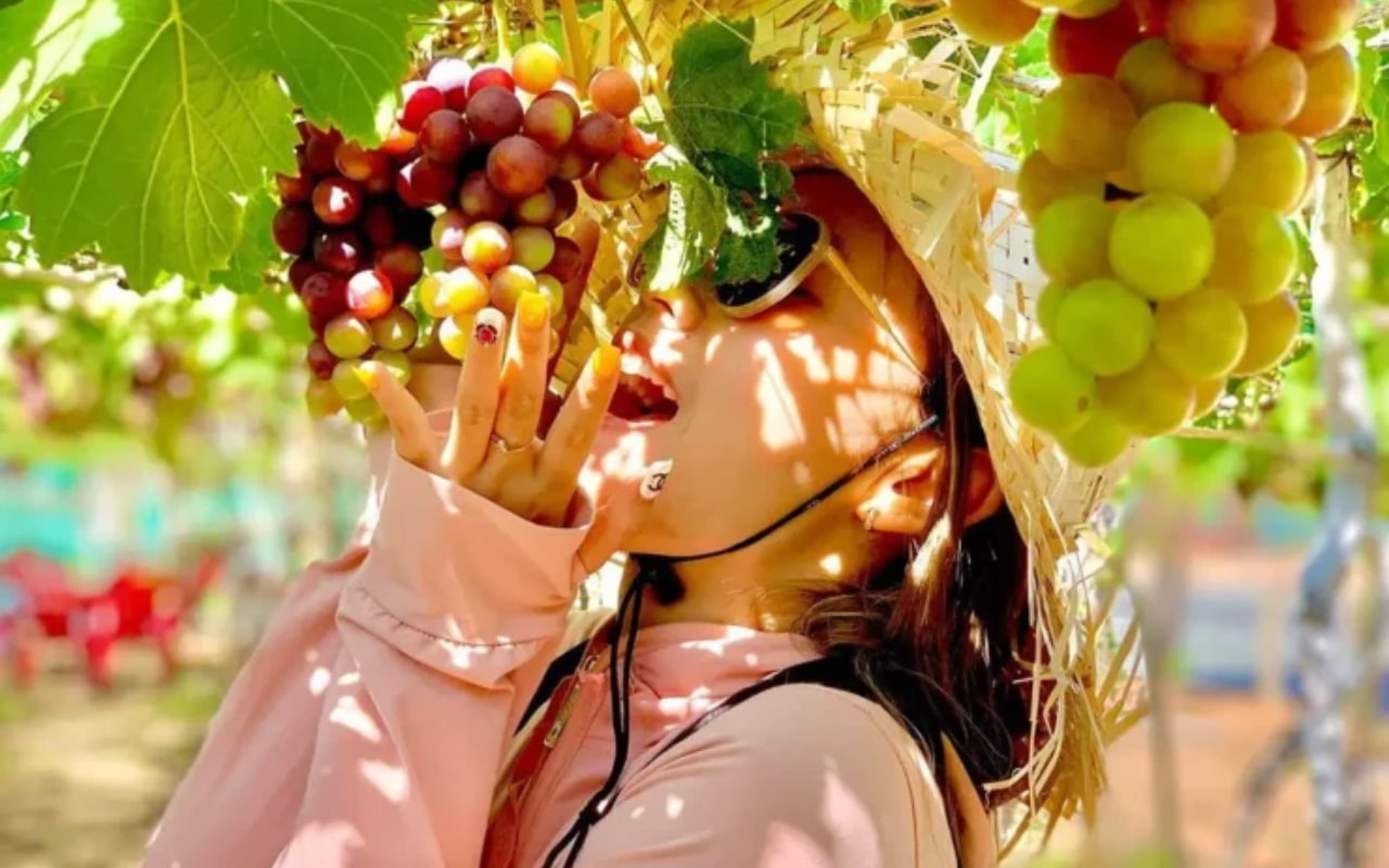 Tour Cần Thơ Nha Trang 3 ngày 3 đêm - Vườn Nho