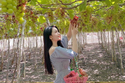 Tour Cần Thơ Quy Nhơn Phú Yên 3 ngày 2 đêm 11 Tham quan và check in tại vườn nho