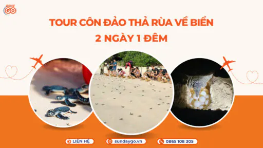 Tour Côn Đảo thả rùa về biển