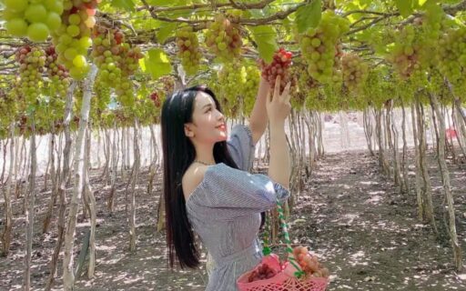 Tour Cần Thơ Quy Nhơn Phú Yên 3 ngày 3 đêm - Vườn nho