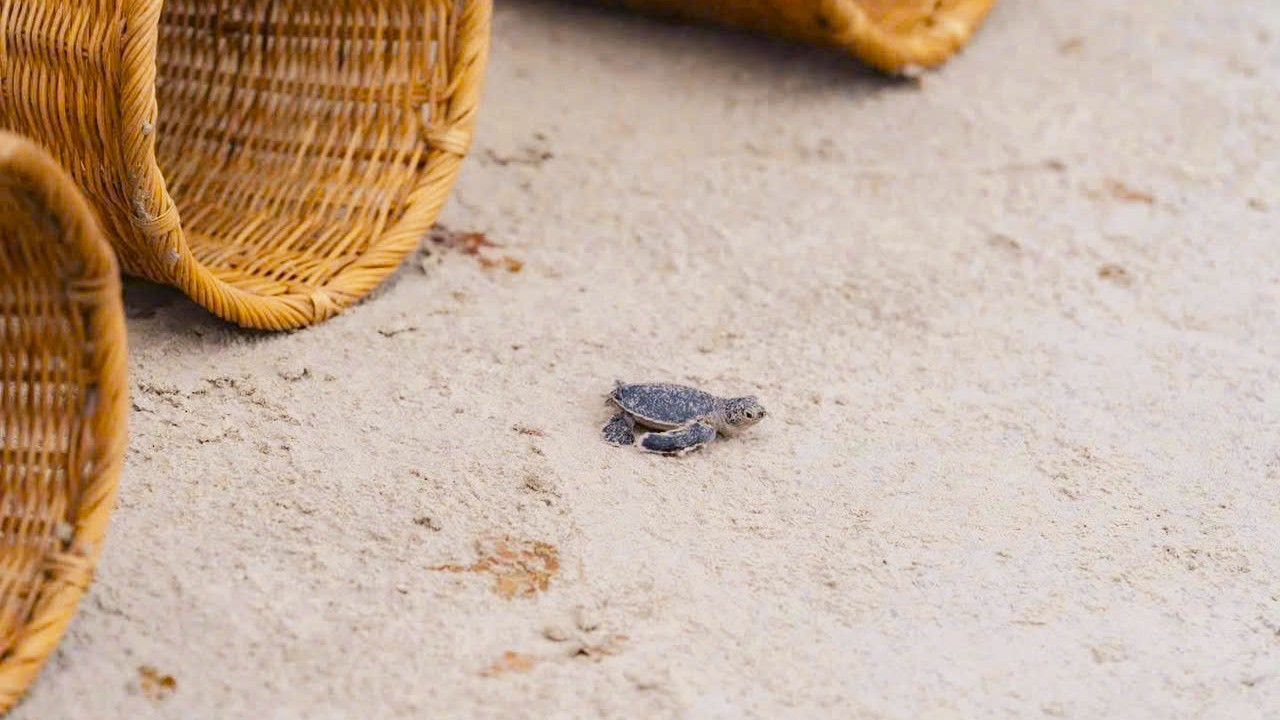 Tour Côn Đảo thả rùa về biển 2 ngày 1 đêm (Phiên bản đặc biệt) 8 Tour thả rùa về biển Côn Đảo 2 ngày 1 đêm - Tour đặc biệt ở Côn Đảo