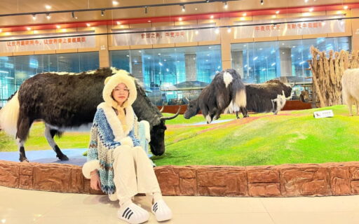 Tour Đại Lý - Lệ Giang - Shangrila 6 ngày 5 đêm (No shopping) 10 Tour Đại Lý Lệ Giang Shangrila - Bảo tàng Bò Yak