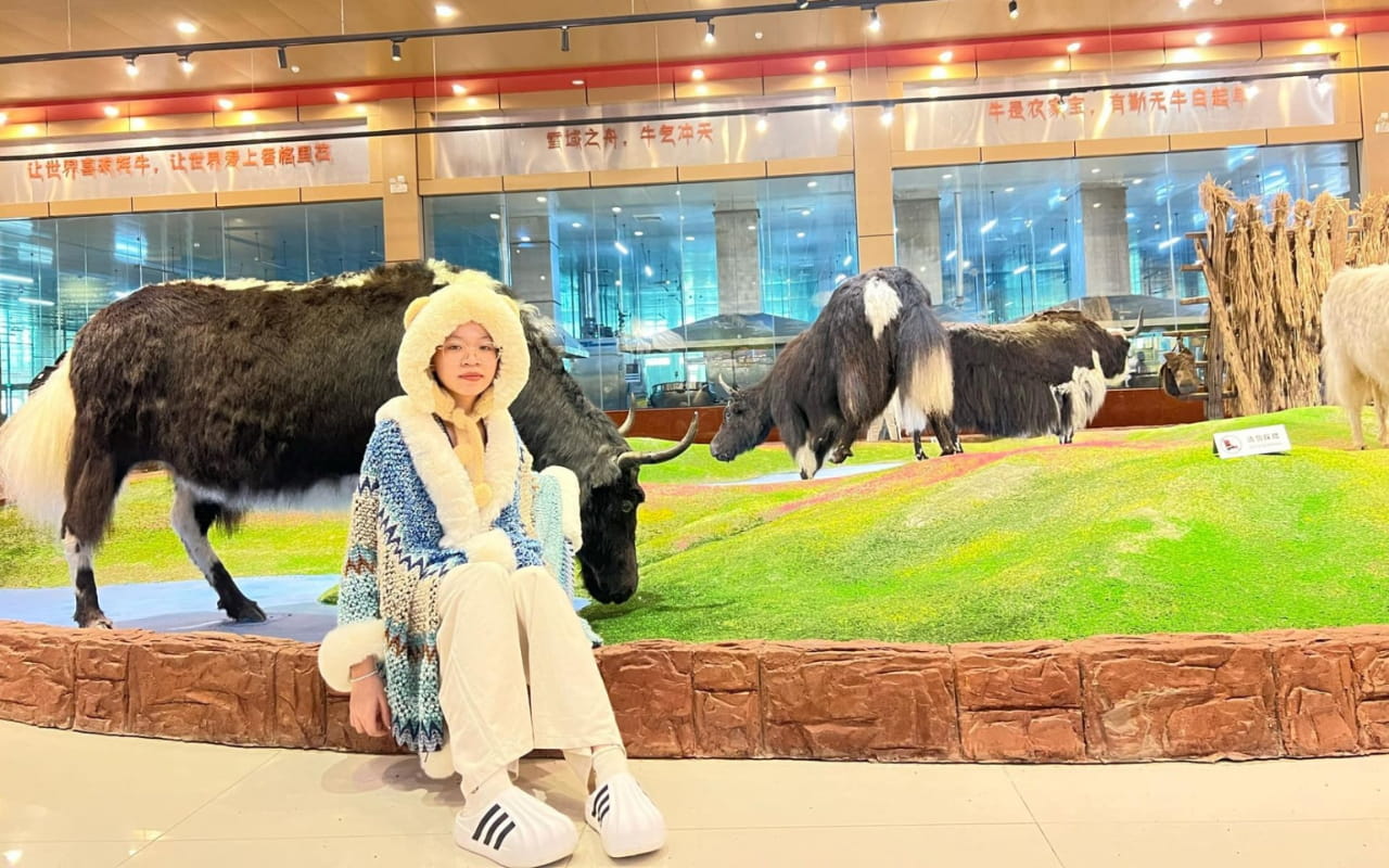 Tour Đại Lý - Lệ Giang - Shangrila 6 ngày 5 đêm (No shopping) 22 Tour Đại Lý Lệ Giang Shangrila - Bảo tàng Bò Yak