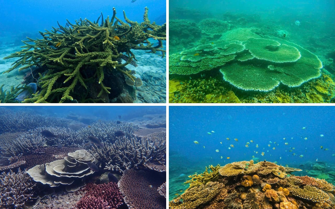 Hệ sinh thái biển rạn san hô - Vườn quốc gia Côn Đảo 