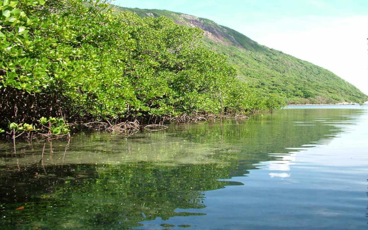 Vườn quốc gia Côn Đảo - Hệ thống rừng 