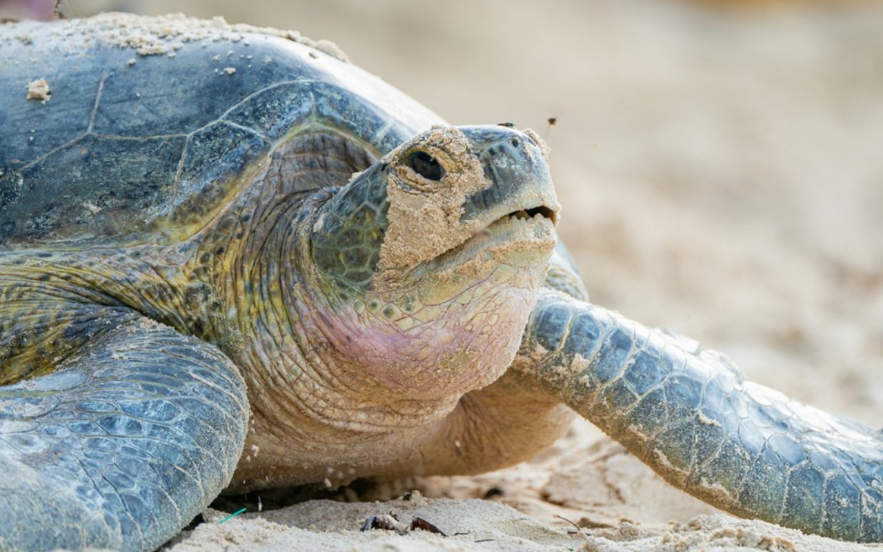 Rùa biển xanh - Vườn quốc gia Côn Đảo
