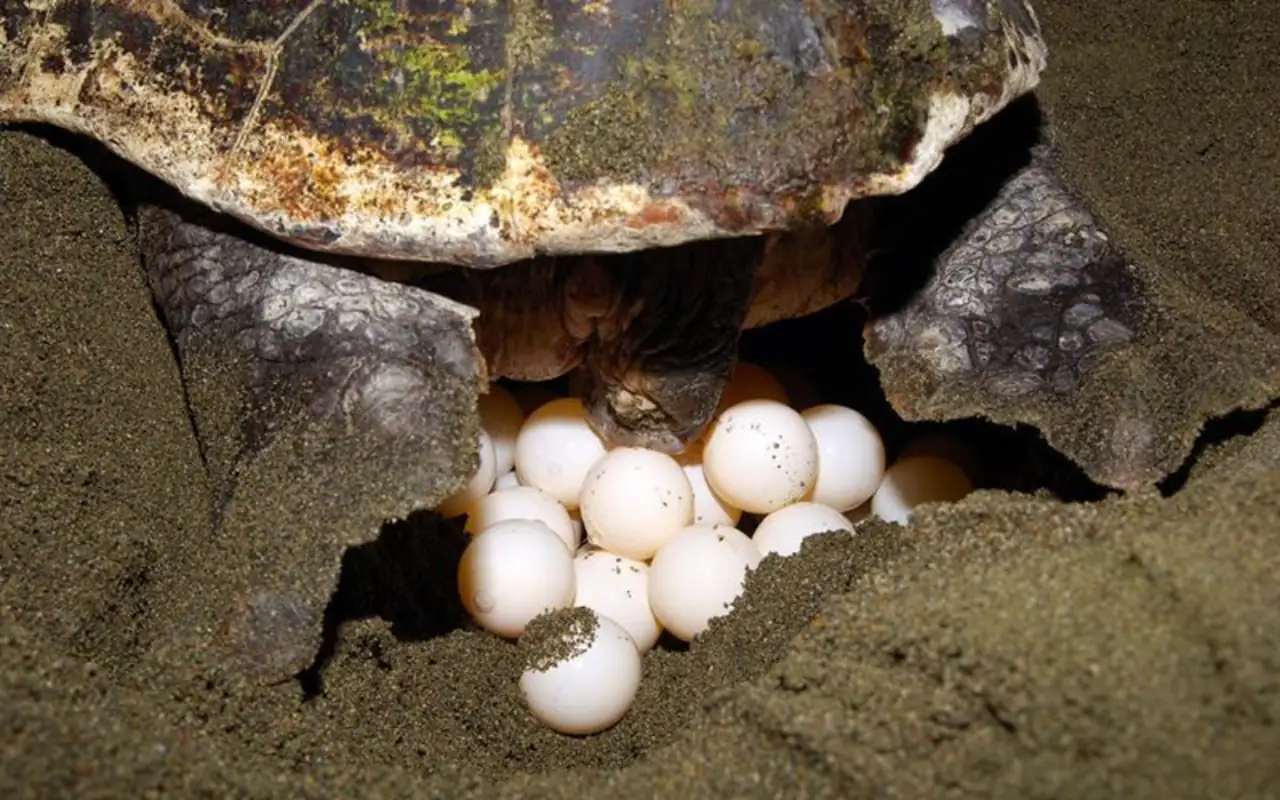 Thời tiết Côn Đảo thích hợp xem rùa biển đẻ trứng