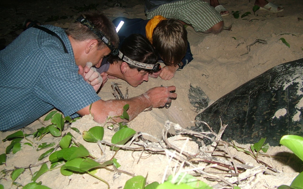 Xem rùa biển đẻ trứng - Vườn quốc gia Côn Đảo