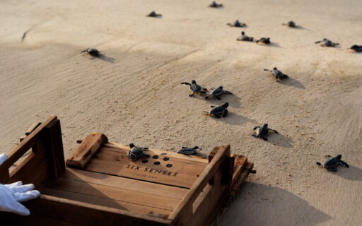 Thả rùa về biển tại Six Senses Côn Đảo Resort