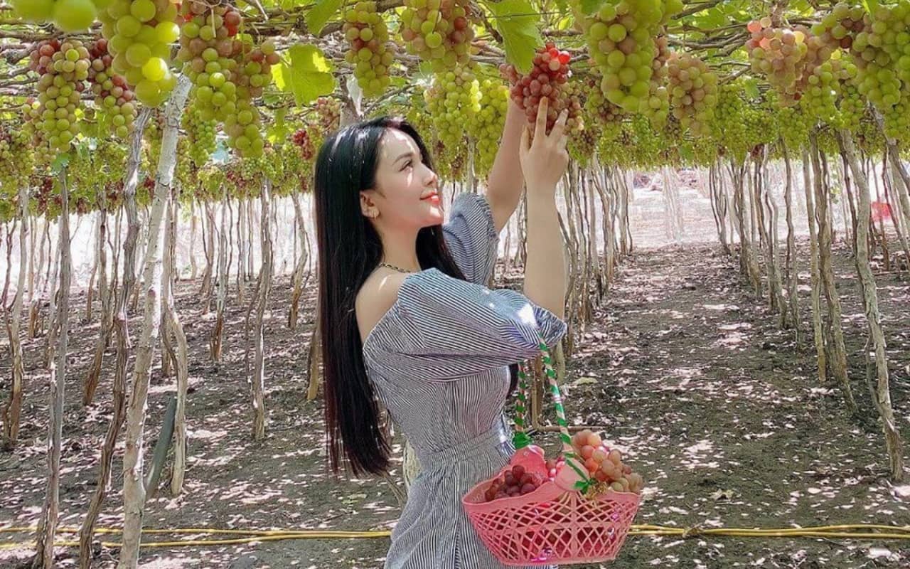 Tour Nha Trang 3N3Đ từ Cần Thơ - Vườn Nho Phan Rang 