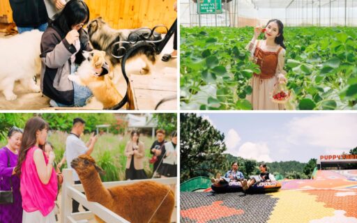 Tour Đà Lạt Nha Trang 3 ngày 3 đêm 10 Tour Đà Lạt Nha Trang 3N3Đ - Puppy Farm