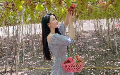 Tham quan Vườn nho Ninh Thuận