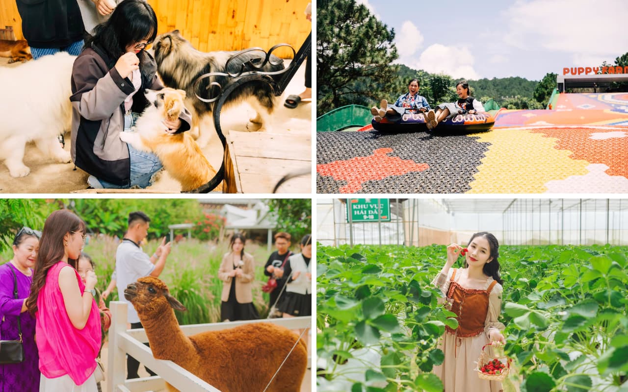 Tour Sài Gòn Đà Lạt 3 ngày 3 đêm trọn gói 20 Tour Sài Gòn Đà Lạt 3 ngày 3 đêm - Puppy Farm
