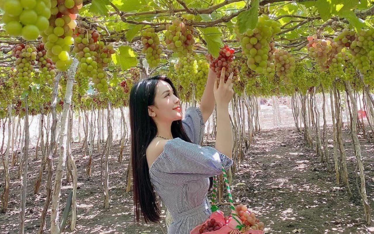 Tour Sài Gòn Nha Trang 3 ngày 2 đêm - Vườn nho Ninh Thuận