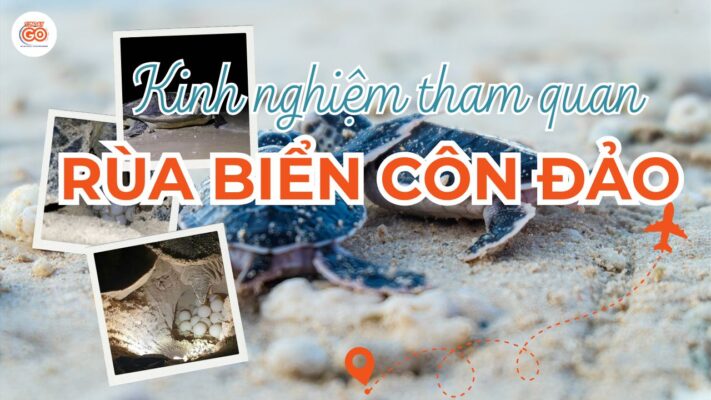 rùa biển côn đảo