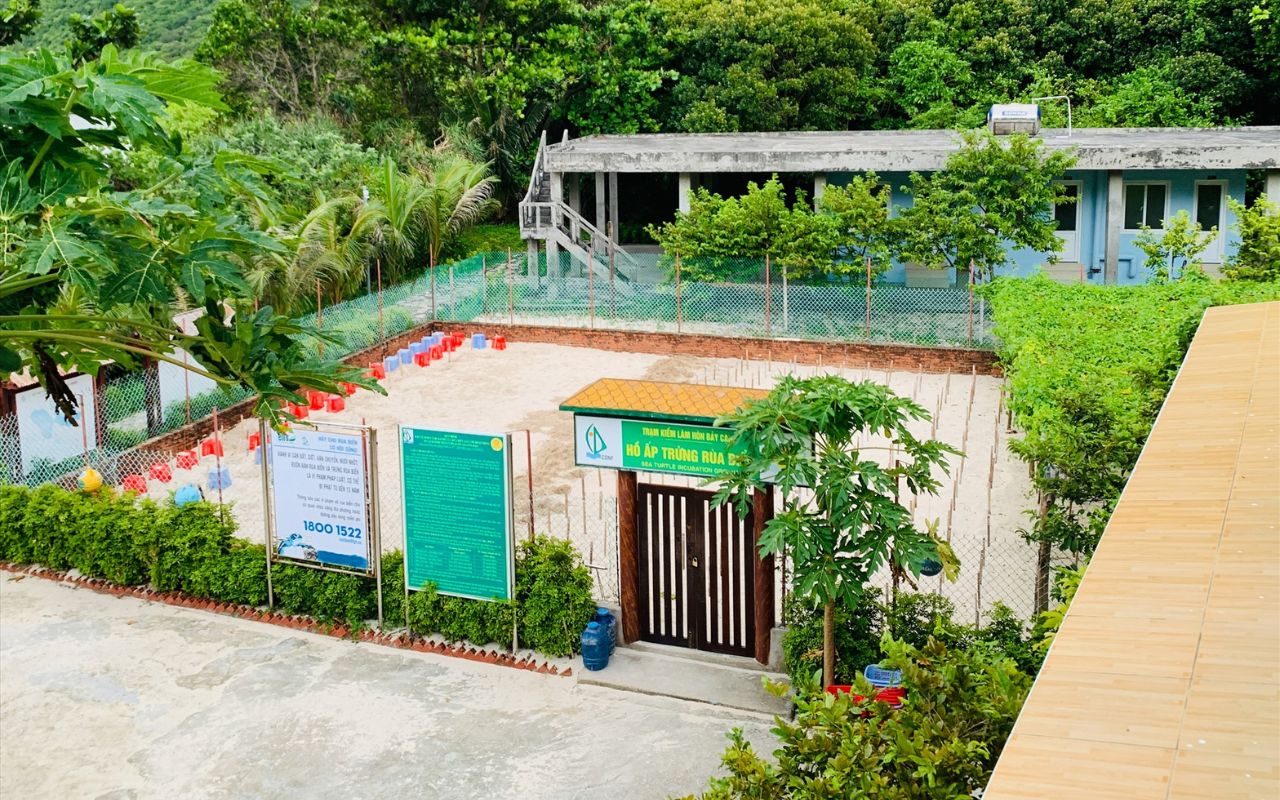 Rùa biển Côn Đảo: Kinh nghiệm xem đẻ trứng & thả rùa con 5 rùa biển ở vườn quốc gia côn đảo