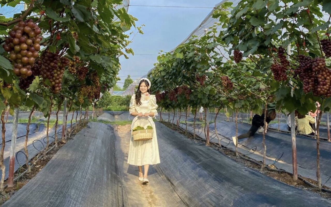 Tour Sài Gòn Nha Trang 2 ngày 2 đêm trọn gói 17 Tour Sài Gòn Nha Trang 2N2Đ - Vườn Nho