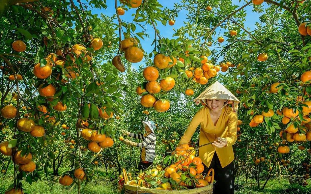 Vườn quýt Lai Vung