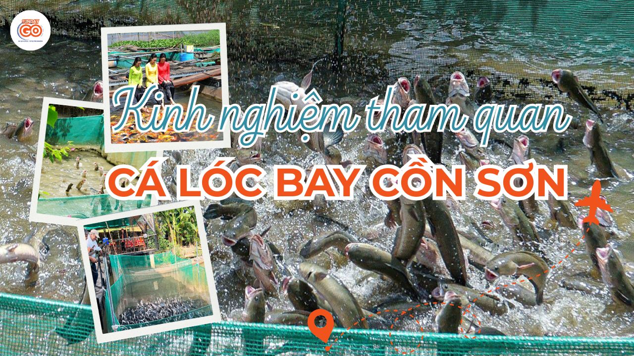 Cá lóc bay Cồn Sơn - Trải nghiệm độc đáo tại Cần Thơ (2026) 1 Cá lóc bay Cồn Sơn đẹp