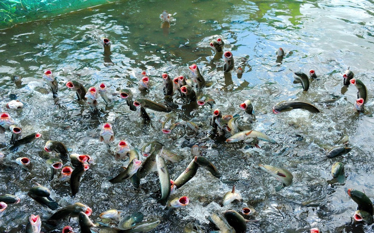 Cá lóc bay Cồn Sơn - Trải nghiệm độc đáo tại Cần Thơ (2026) 9 Cá lóc bay cồn sơn giá