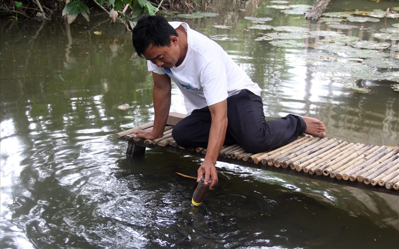 Cá lóc bay Cồn Sơn - Trải nghiệm độc đáo tại Cần Thơ (2026) 6 Cá lóc bay cồn sơn ở cần thơ
