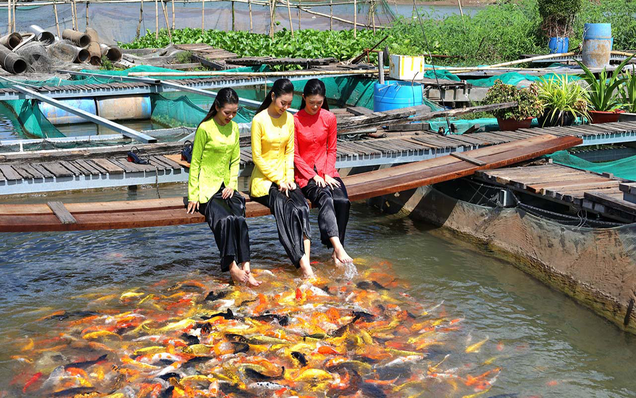 Cá lóc bay Cồn Sơn - Trải nghiệm độc đáo tại Cần Thơ (2026) 8 Cá lóc bay cồn sơn tại Cần Thơ