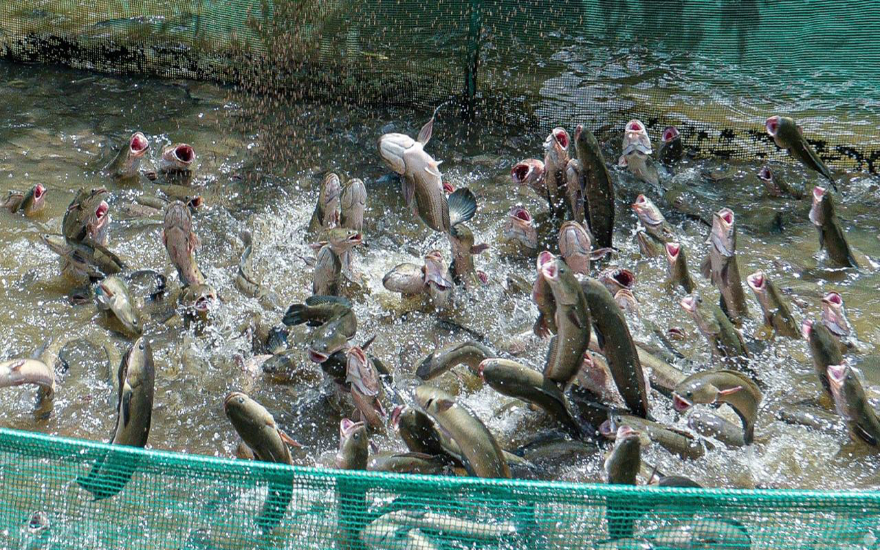 Cá lóc bay Cồn Sơn - Trải nghiệm độc đáo tại Cần Thơ (2026) 4 Cá lóc bay cồn sơn