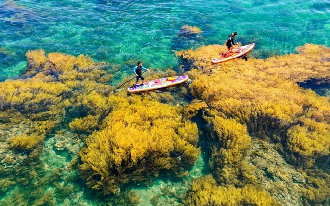 Chèo sup trên biển Quy Nhơn