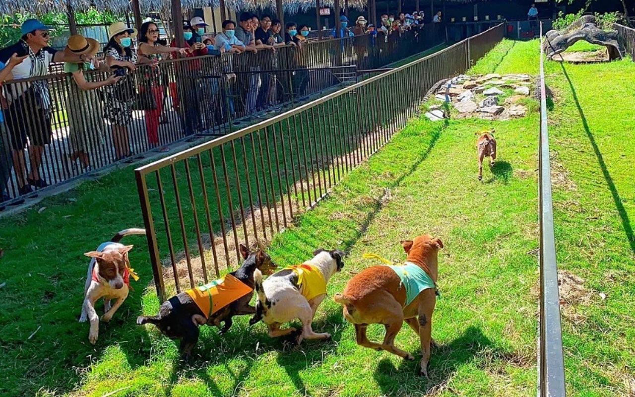 Làng du lịch Mỹ Khánh: Giá vé & Kinh nghiệm vui chơi (2026) 8 Trải nghiệm hoạt động đua chó địa hình