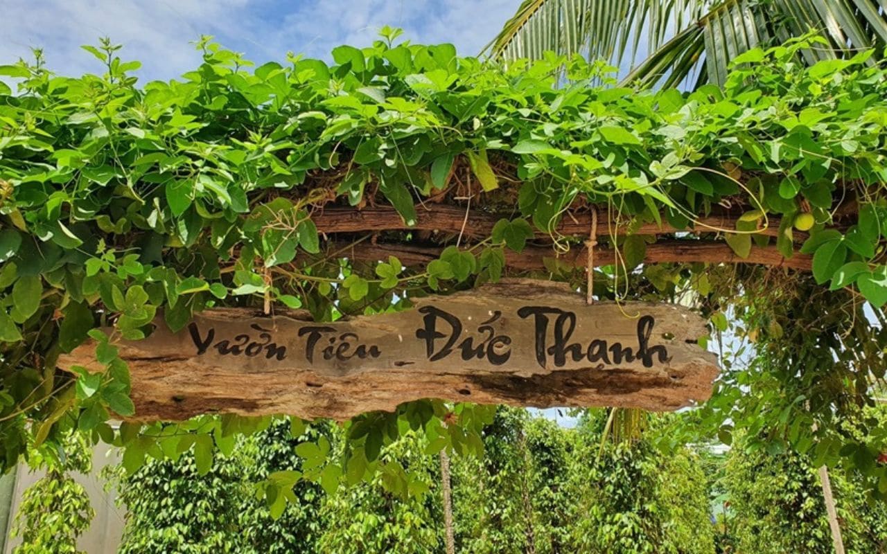 Vườn tiêu Đức Thạnh